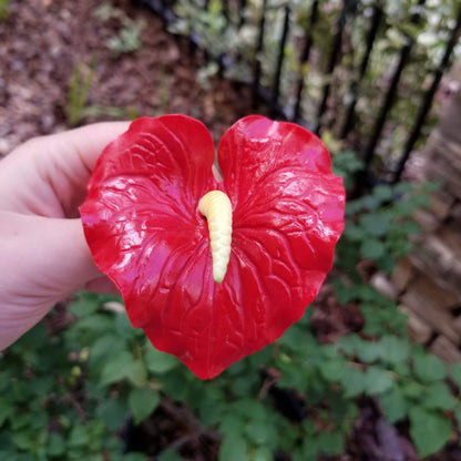 Red Anthurium Sugar Flower